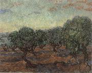 Vincent Van Gogh Olive Orchard,Saint-Remy oil painting on canvas